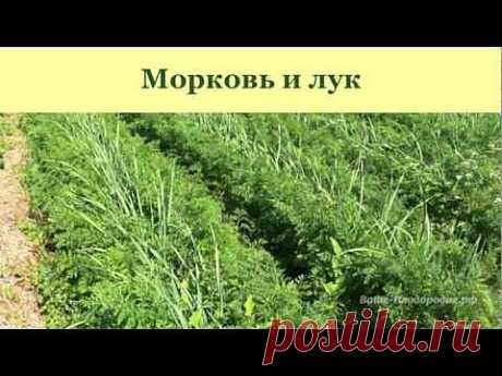 Новости интеллектуального развития: Садоводство