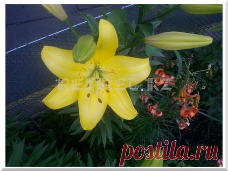 Как продлить лето на территории отдельно взятой квартиры | Как это улучшить