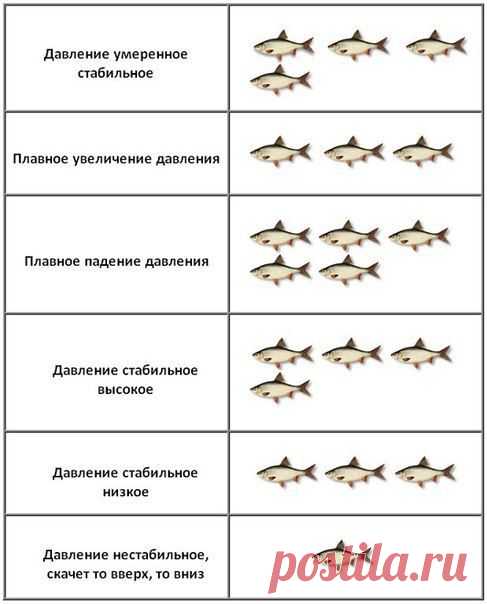 Рыболовный барометр / Богатая добыча
