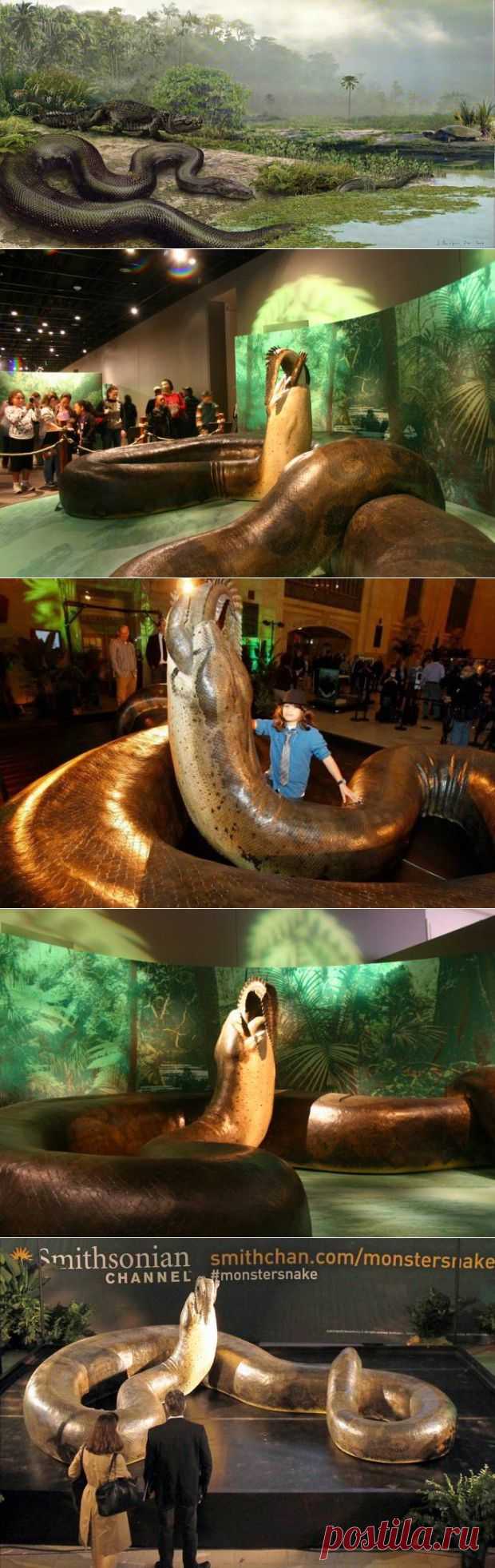 Титанобоа: самая большая змея среди существовавших | MirFactov &#8212; всё самое интересное!