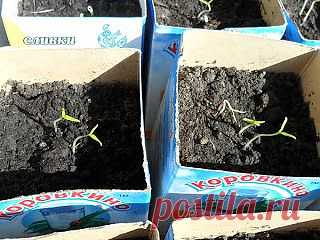 Вкусный Огород: Черная ножка рассады