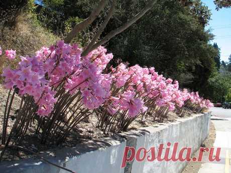 Амариллис - уход в домашних условиях от посадки до размножения, инструкции с фото и видео