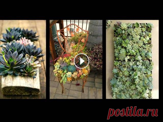 Крассулы. Необычные композиции из суккулентов. Милые толстянки с претензией на красивейшие цветы роскошных садов. Какие они разнообразные! Какие нежные! Какие неповторимые!Мой канал о жизни,о любви...