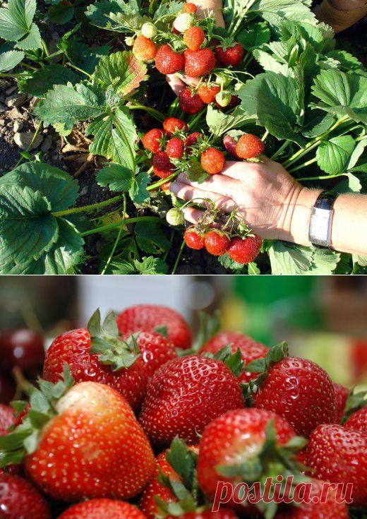 Земляника. Сельва. Женева. Уход, выращивание, размножение. Плодово-ягодные. Растения в огороде. Сорта. Фото. - Ботаничка.ru
