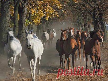 Это не табун, это команда!