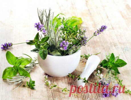 Травы для похудения | ВСЕГДА В ФОРМЕ!