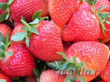 Секреты успеха или как получить отличный урожай садовой земляники. / Огород / 7dach.ru