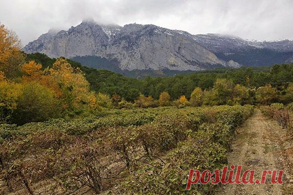 Посадка зизифуса на дачном участке Зизифус в природных условиях растет в азиатских странах. Эта культура очень засухоустойчива и неприхотлива в уходе. Из-за сладких плодов и высокой урожайности китайский финик быстро распространился в ...