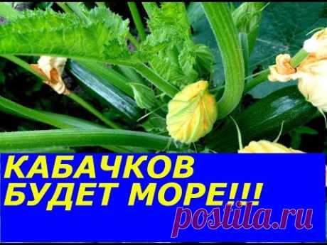 КАБАЧКОВ ЗАВЯЗЫВАЕТСЯ МОРЕ,НЕ УСПЕВАЮ СОБИРАТЬ, СУПЕР ПОДКОРМКА, НЕ  ОБРЫВАЙТЕ ПУСТОЦВЕТЫ