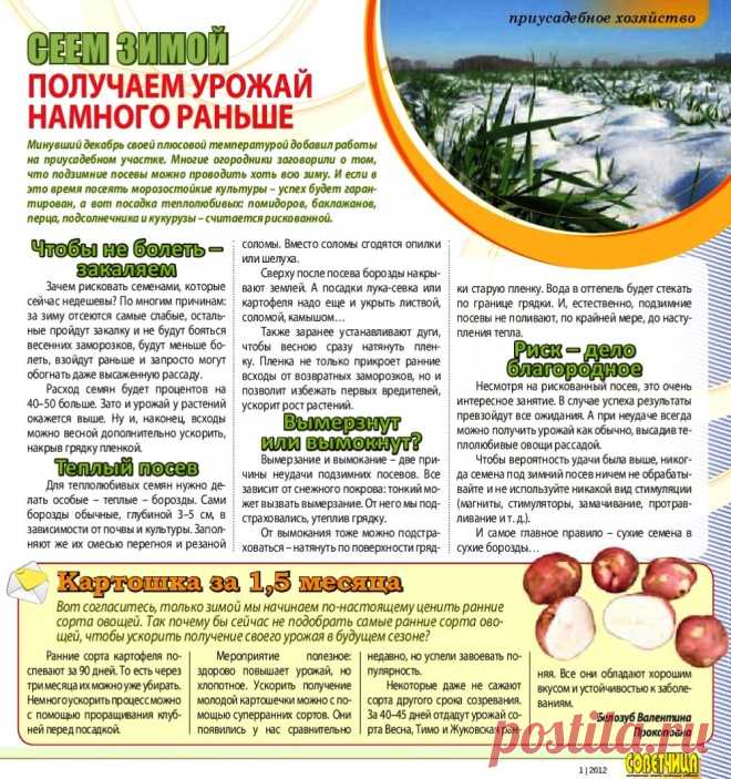 Сеем зимой