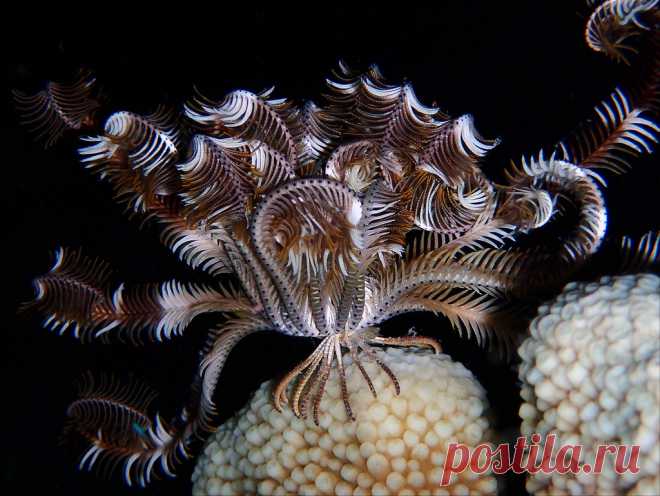 P7266984 Federstern mit Krabbe, Prince John Dive Resort ( Donggala, Zentral-Sulawesi, Indonesien )