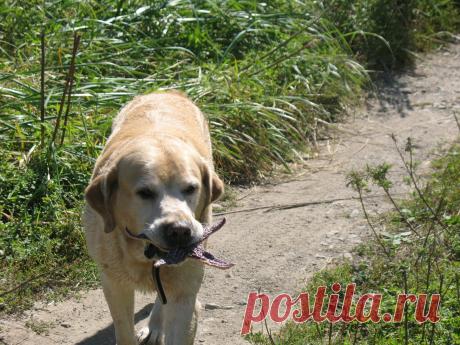 это я удачно на рыбалку сходил