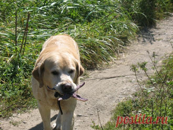 это я удачно на рыбалку сходил