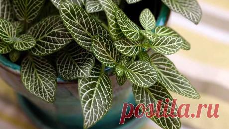 Фиттония – выращивание и уход в домашних условиях, размножение и омоложение