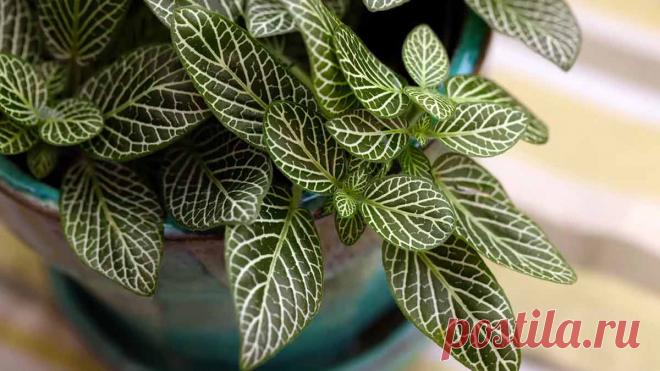 Фиттония – выращивание и уход в домашних условиях, размножение и омоложение