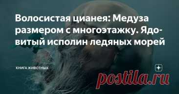 Волосистая цианея: Медуза размером с многоэтажку. Ядовитый исполин ледяных морей Статья автора «Книга животных» в Дзене ✍: Волосистая цианея — это невообразимое чудовище из глубин, чьи размеры стирают грань между фантазией и реальностью.