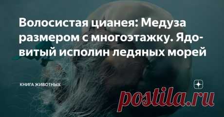 Волосистая цианея: Медуза размером с многоэтажку. Ядовитый исполин ледяных морей Статья автора «Книга животных» в Дзене ✍: Волосистая цианея — это невообразимое чудовище из глубин, чьи размеры стирают грань между фантазией и реальностью.