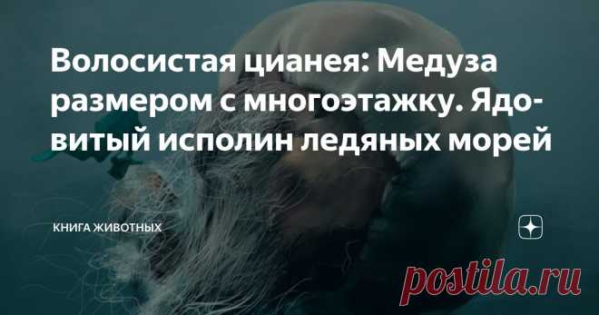 Волосистая цианея: Медуза размером с многоэтажку. Ядовитый исполин ледяных морей Статья автора «Книга животных» в Дзене ✍: Волосистая цианея — это невообразимое чудовище из глубин, чьи размеры стирают грань между фантазией и реальностью.