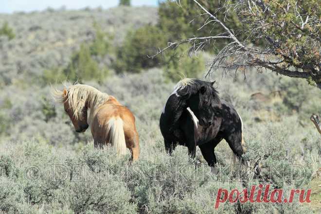 Stallion Encounter | A couple of handsome Steens Mountain st… | Flickr