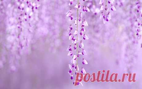 Flowers Wisteria Purple Nature wallpaper | 1680x1050 | #23047