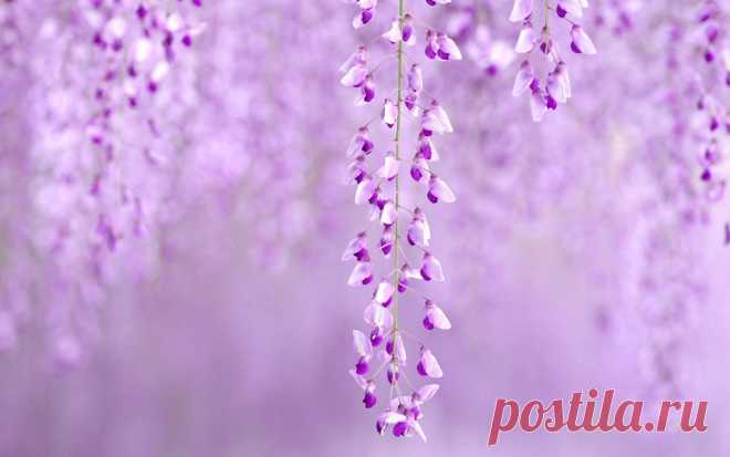 Flowers Wisteria Purple Nature wallpaper | 1680x1050 | #23047
