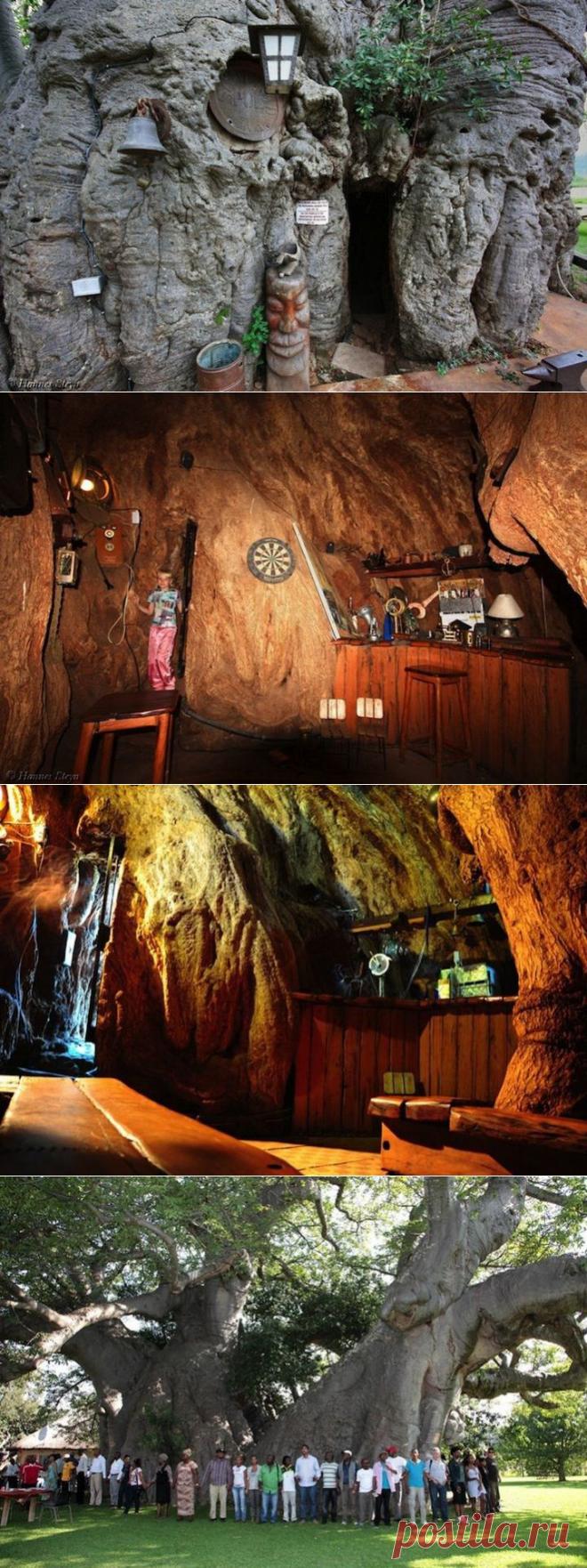 (+1) - Бар-баобаб в Южной Африке | Непутевые заметки