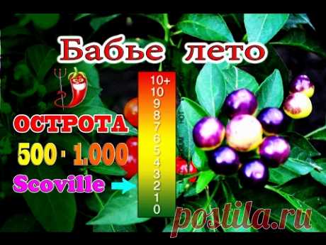 Бабье лето, декоративный сорт острого перца.