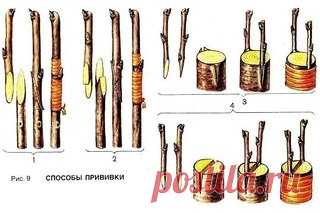 ДЕДОВСКИЙ СПОСОБ ПРИВИВКИ ДЕРЕВЬЕВ ДЛЯ БОЛЬШОГО УРОЖАЯ!

Способ прививки за кору применяют, когда к взрослой или старой яблони хотят привить один или несколько новых (более зимостойких, урожайных или устойчивых к болезням) сортов.
Показать полностью…