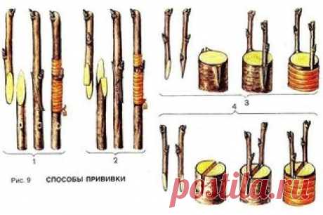 ДЕДОВСКИЙ СПОСОБ ПРИВИВКИ ДЕРЕВЬЕВ ДЛЯ БОЛЬШОГО УРОЖАЯ!

Способ прививки за кору применяют, когда к взрослой или старой яблони хотят привить один или несколько новых (более зимостойких, урожайных или устойчивых к болезням) сортов.
Показать полностью…