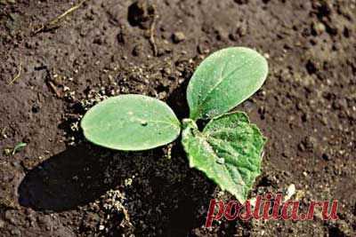 Выращиваем огурцы в открытом грунте? Посадка семян огурцов в открытый грунт. | Мое подворье