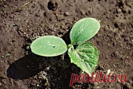 Выращиваем огурцы в открытом грунте? Посадка семян огурцов в открытый грунт. | Мое подворье