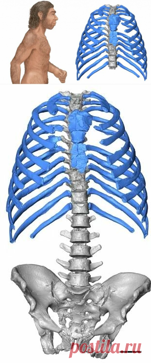 Почему неандертальцы имели лучшую осанку, чем мы . | Fraid | Яндекс Дзен