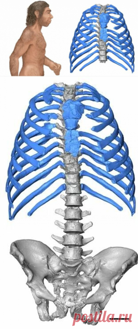 Почему неандертальцы имели лучшую осанку, чем мы . | Fraid | Яндекс Дзен