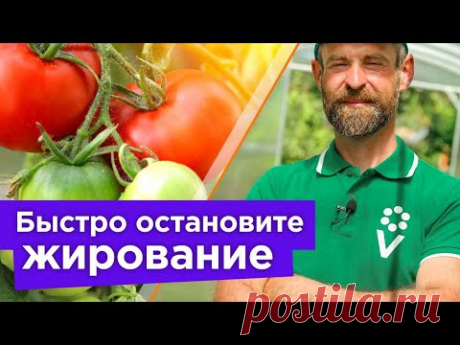 ВСЕГО 1 ЛОЖКА И ТОМАТЫ ПЕРЕСТАНУТ ЖИРОВАТЬ! Как быстро перевести томаты на плодоношение?