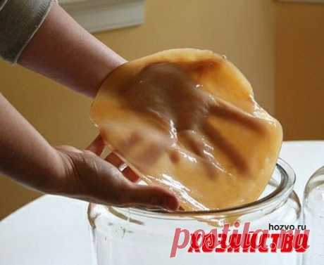 Лечебные свойства чайного гриба