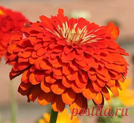 Цветы | Фотографии сергей ефременко | 9668 фото