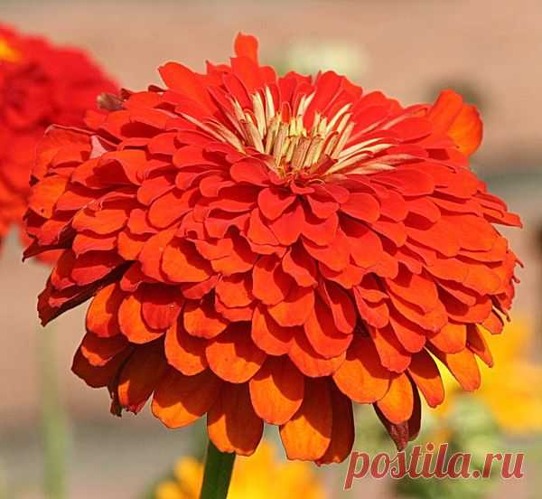 Цветы | Фотографии сергей ефременко | 9668 фото