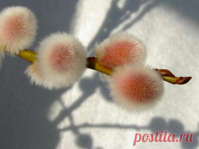 Яндекс.Фотки