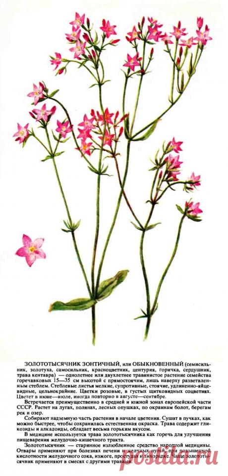 Золототысячник зонтичный или обыкновенный