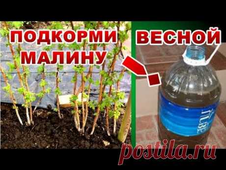 ПОДКОРМИ МАЛИНУ ВЕСНОЙ ! ЕСЛИ ХОЧЕШЬ ПОЛУЧИТЬ ОБИЛЬНЫЙ УРОЖАЙ КРУПНЫХ И ВКУСНЫХ ЯГОД.