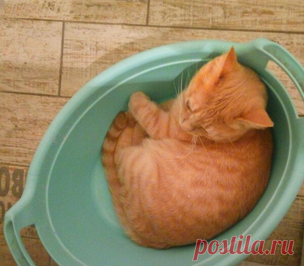 Обида кота( | Записки о Скизи | Яндекс Дзен