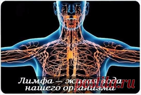 1.    ЛИМФА ДОЛЖНА ВСЕГДА БЫТЬ В ДВИЖЕНИИ!
2.    рецепт бальзама
3.     ЕСЛИ ПОТЕЮТ НОГИ (РЕЦЕПТ, КАК ДЛЯ ЖЕНЩИН, ТАК И ДЛЯ МУЖЧИН)
4.    КОРИЦА И МЁД В ПОМОЩЬ ЗДОРОВЬЮ. 15 ЛУЧШИХ РЕЦЕПТОВ!

#красотаздоровье
================================================================

1.    ЛИМФА ДОЛЖНА ВСЕГДА БЫТЬ В ДВИЖЕНИИ! 

Главная мышца для привода в движение лимфы — диафрагма. Поэтому, для того, чтоб лимфа двигалась нужно правильно дышать и часто ходить. Все просто, но остальны...