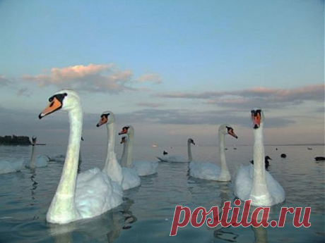 Анна Богомильская