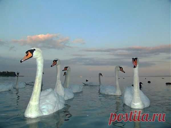 Анна Богомильская