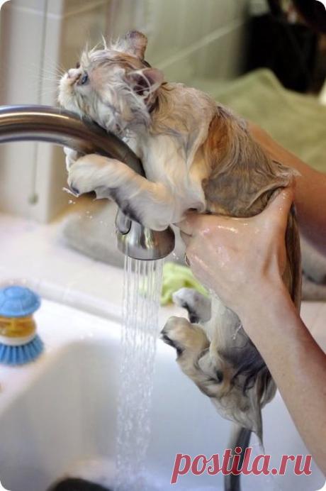 (1003) Pinterest