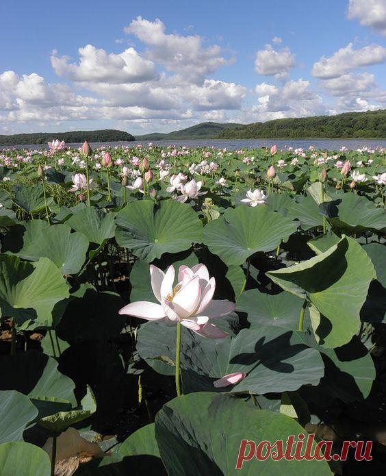 ExpatFocus.com сохранил(а) Пин на доску Russia. Lotus Lake. Primorsky Region. Russia  |   Pinterest • Всемирный каталог идей