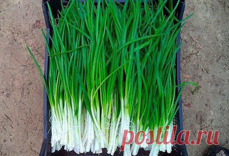 (5) Одноклассники