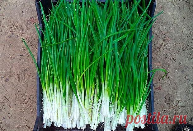 (5) Одноклассники