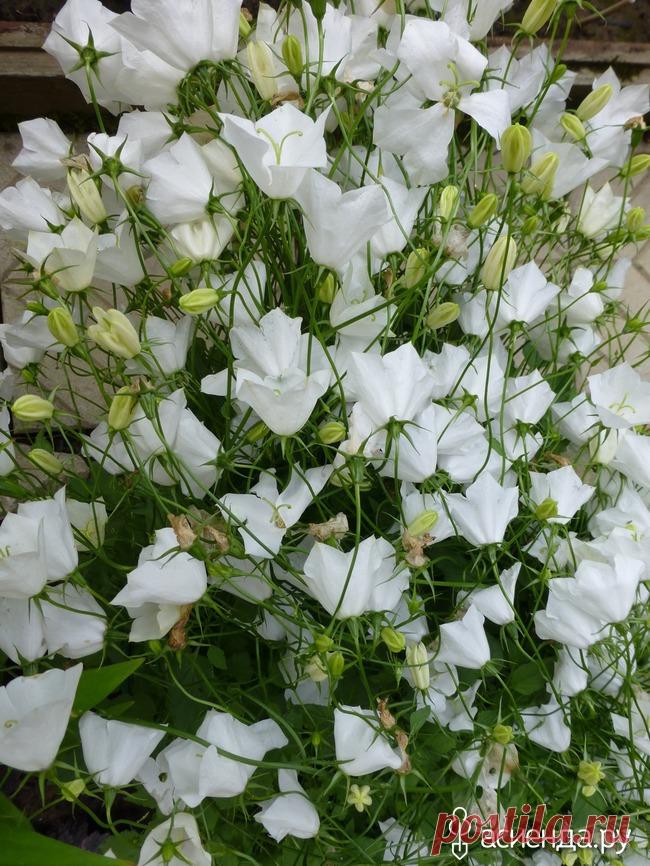 Колокольчики мои, цветики степные...: Группа Клумбы и цветники