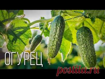 Огурец: Хрустящий Символ Лета | Интересные факты про огурцы